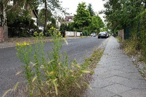 Blumen Am Straßenrand 20140611 67