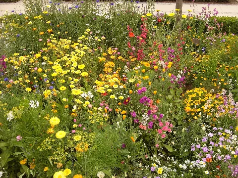 Blumen Auf Der Landesgartenschau Hemer 2010