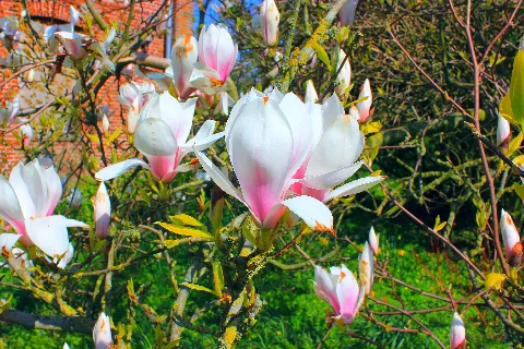 Blumen Im Frühling