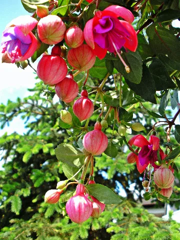 Blumenampel Panoramio