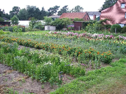 Blumenfeld Panoramio