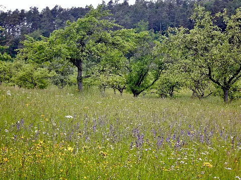Blumenwiese Panoramio (1)