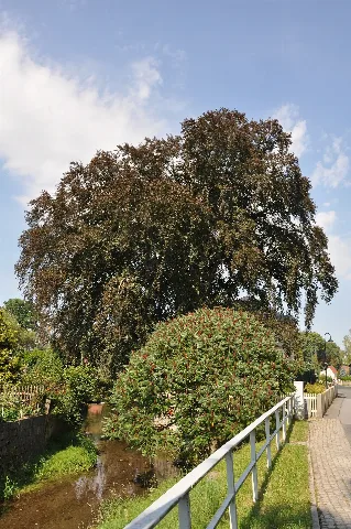 Blutbuche Niedere Hauptstraße 35