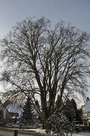 Blutbuche Niedere Hauptstraße 35 Im Winter