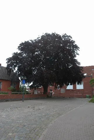 Blutbuche Schulstrasse In Bad Schwartau
