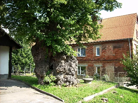 Boblaslinde