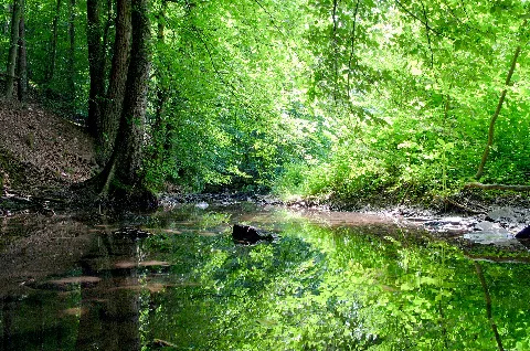Bocksbachtal Zwischen Kleinsteinbach Und Mutschelbach