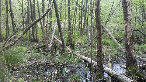 Böhmerheide Papensee