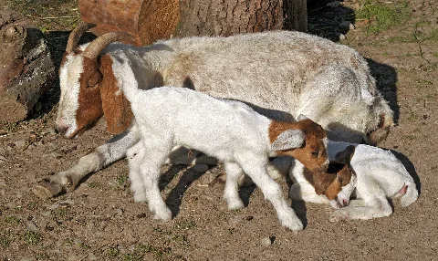 Boer Goat With Two Kids
