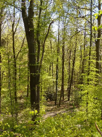 Bois De Sauvabelin 1