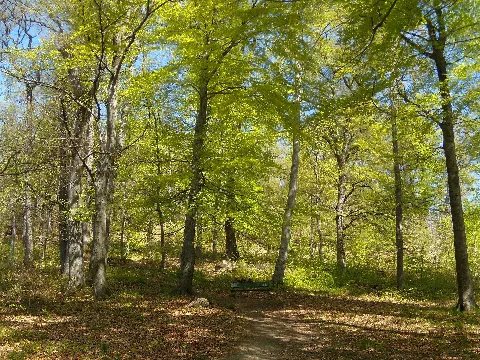 Bois De Sauvabelin 2