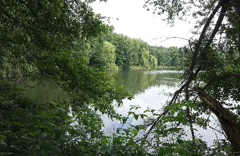 Bordenauer See Im Lsg Mittlere Leine Bei Bordenau (Neustadt Am Rübenberge) Img 7882