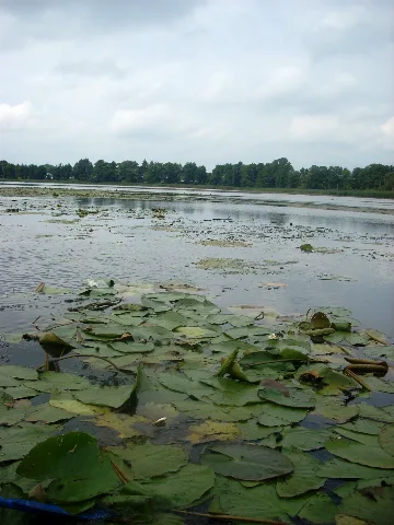 Borkower See 2008