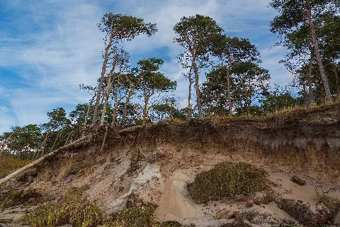 Born A Darss Darsswald Weststrand 02