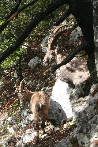 Bouquetins Au Creux Du Van Img 19579