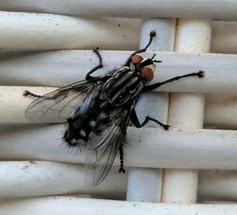 Brachycera?
