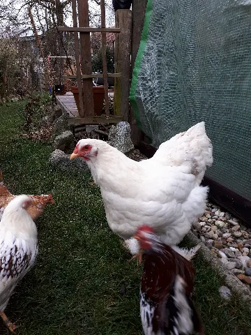 Brahma Henne