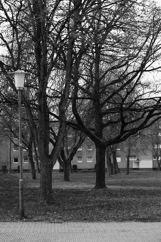 Branches (179595163)