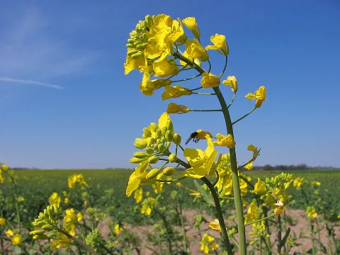 Brassica Napus Flower