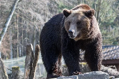 Braunbär Im Wild Und Freizeitpark Allensbach