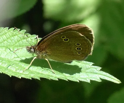 Brauner Waldvogel2