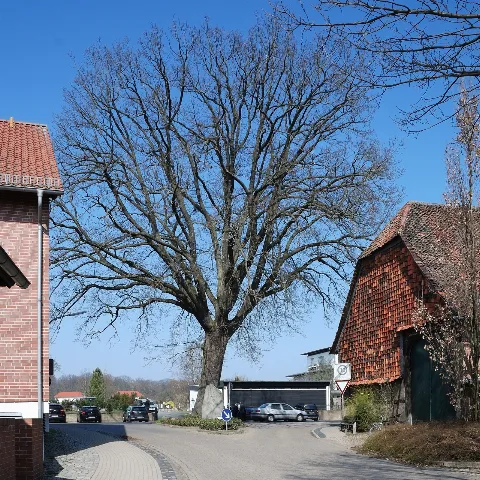 Braunschweigmascherodefriedenseiche