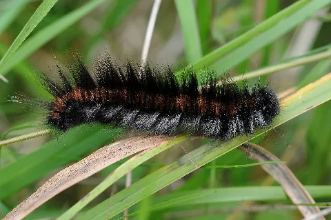 Brombeerspinner Raupe Macrothylacia Rubi 1