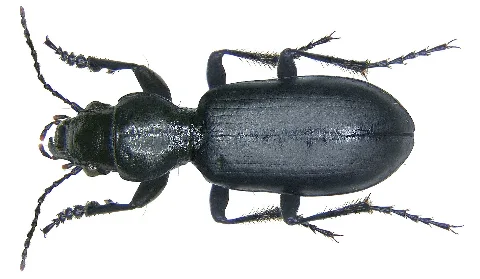Broscus Cephalotes (Linné, 1758) (2884923593)