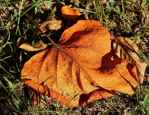 Brown Leaf Flickr Stiller Beobachter
