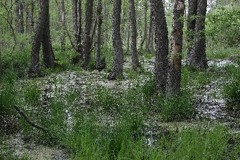 Bruchwald Im Ladebower Moor Bei Greifswald