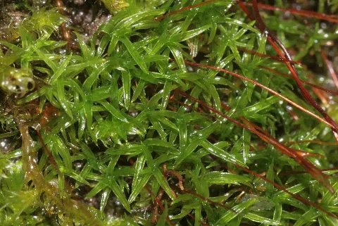 Bryoerythrophyllum Recurvirostrum (A, 142544 480326) 0463