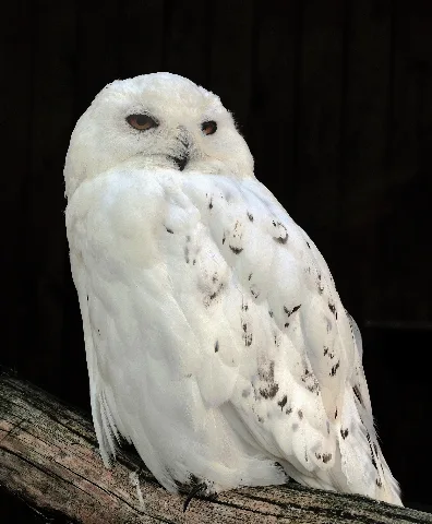 Bubo Scandiacus (Linnaeus, 1758) Male