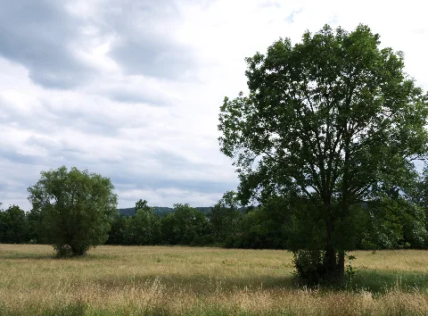 Buchenbach4949