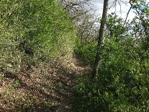 Buchswald Am Westweg In Grenzach Wyhlen 2