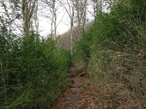 Buchswald Oberhalb Von Wyhlen 2