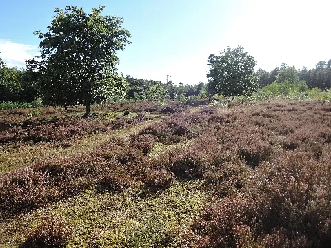 Buckelgräberfeld Von Boltersen P2