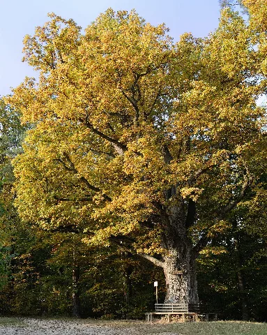 Bühleiche Plochingen Stumpenhof
