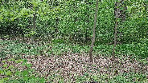 Bürgerbusch2