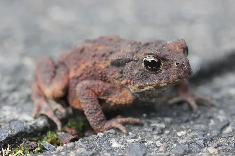 Bufo Bufo (36380890492)