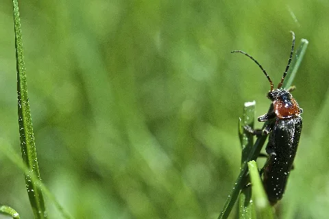 Buginnature