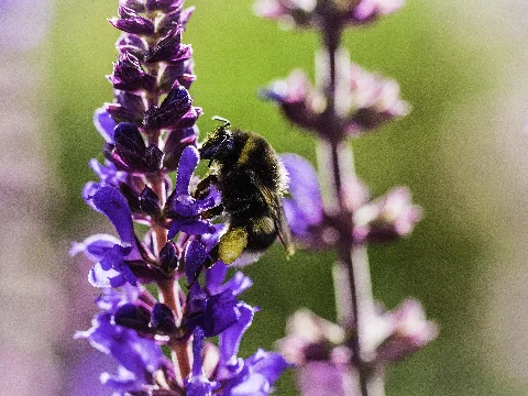 Bumblebee In Back Light (14383832156)