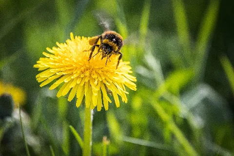Bumblebee On Dandelion (42916690052)