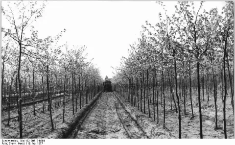 For documentary purposes the German Federal Archive often retained the original image captions, which may be erroneous, biased, obsolete or politically extreme. Berlin, Blick in eine Baumschule Zum Beitrag: Eine grüne Quelle für gute Berliner Luft - Zwischen Rosencontainern, Zier- und Nadelgehölzen in Baumschulenweg ADN-ZB Sturm 13.5.1977-ha. Jährlich werden hir in der Berliner Baumschule im Ortsteil Späthsfelde etwa 10.000 Starkbäume für die umfangreichen Grün- und Parkanlagen der Hauptstadt herangezogen. Der Betrieb ist dem VEG Saatzucht Baumschulen Dresden angeschlossen und trägt in bedeutendem Maße dazu bei, daß die grünen Oasen der Hauptstadt ständig mit Nachschub versorgt wrden können. (Bitte beachten Sie hierzu auch S 0513-300 + 302 N - Ferner kann das Farbmotiv S 0510-406 N bei ZB angefordert werden)