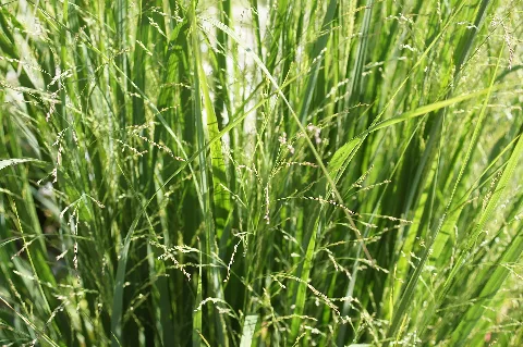 Bundesgartenschau 2021 Egapark 382