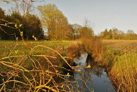 Bunsbeek Rehagen