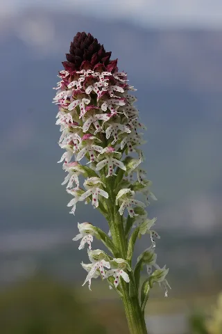 Burnt Tip Orchid Neotinea Ustulata (16779067574)