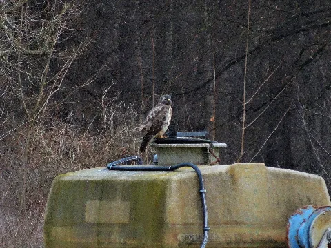 Buteo Buteo 101339236