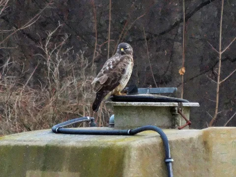 Buteo Buteo 101339365