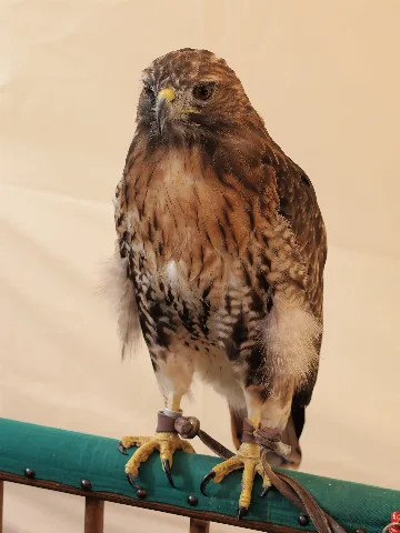 Buteo Jamaicensis 02