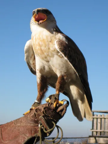 Buteo Regalis 01